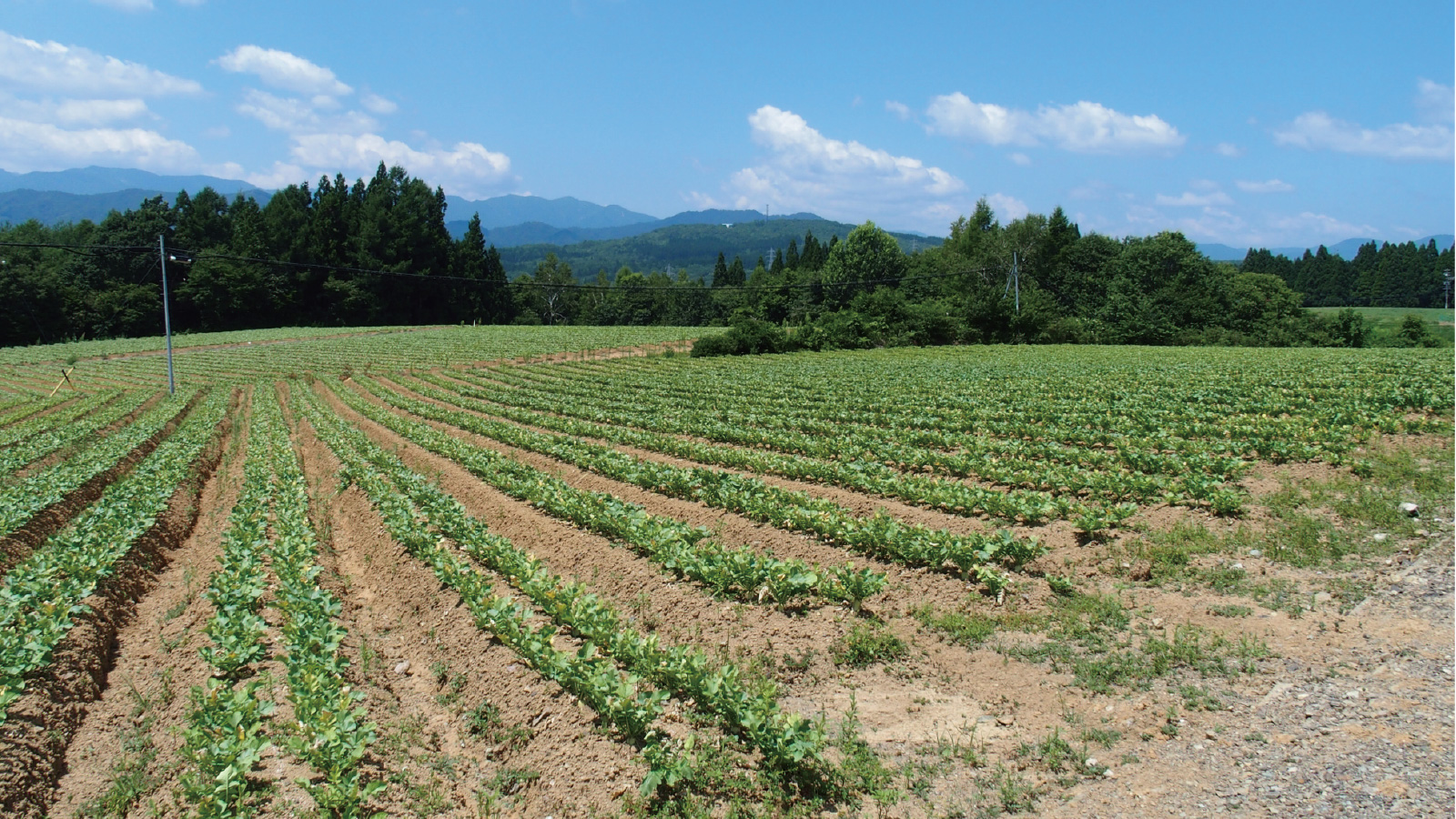美しい圃場
